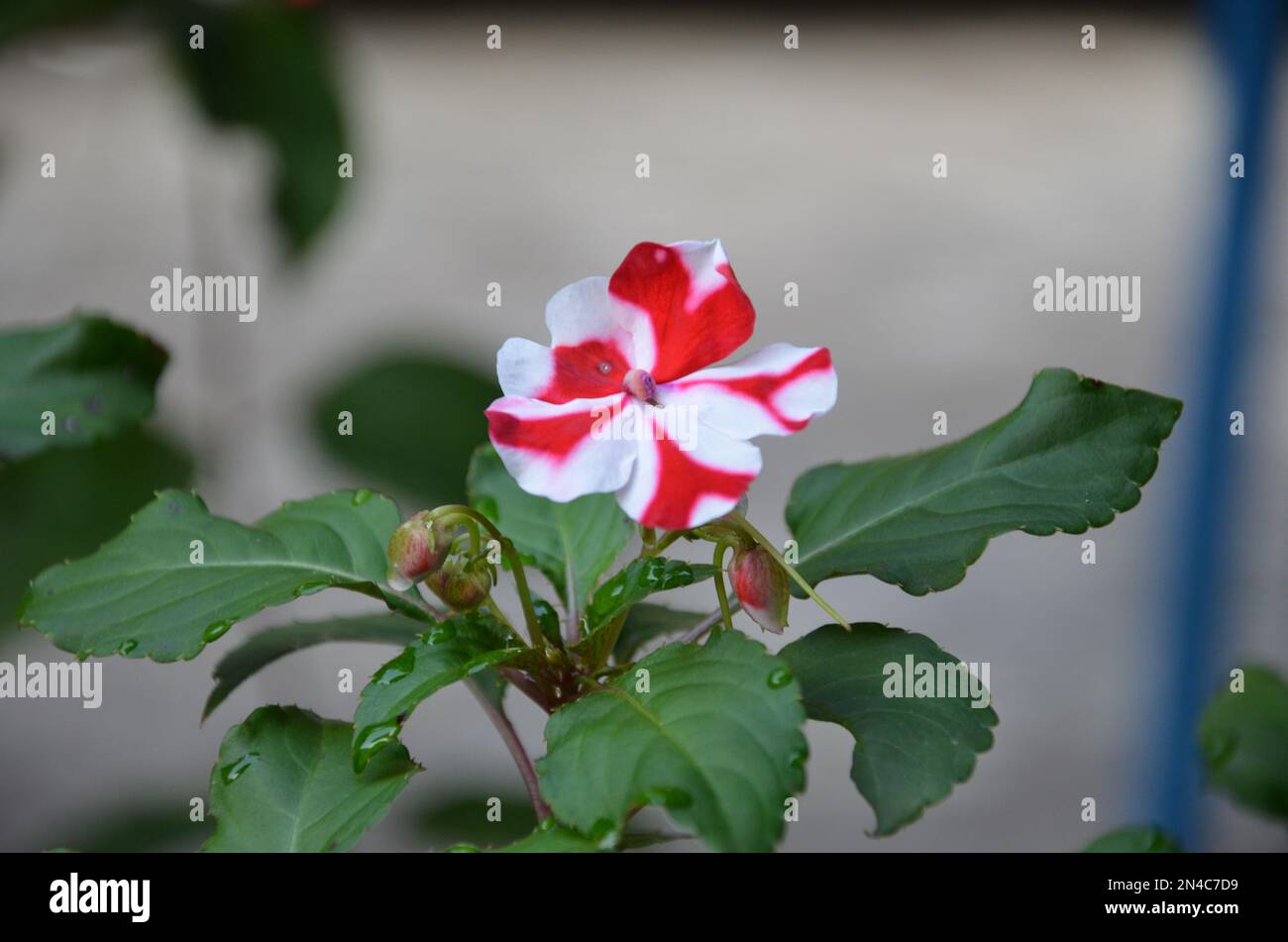 Fresh Impatiens with plant in a garden Stock Photo