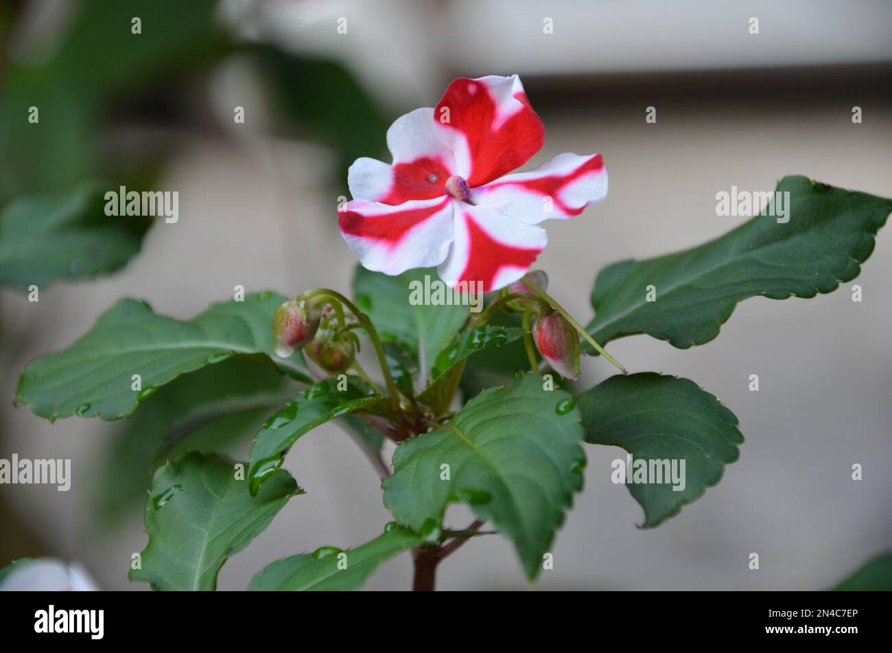 Fresh Impatiens with plant in a garden Stock Photo