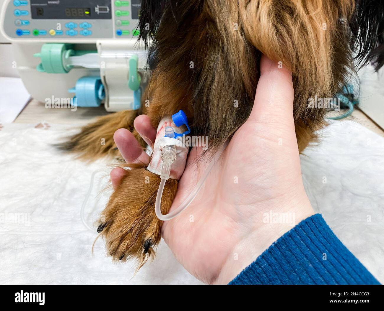 Close-up of the hand. which holds the dog's paw - with a dropper. Treatment in a veterinary clinic. Stock Photo