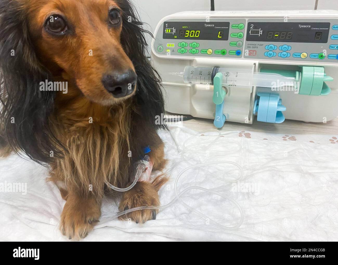 A long-haired dachshund dog sits on a table with a dropper in a bandaged paw. Treatment in a veterinary clinic. Stock Photo