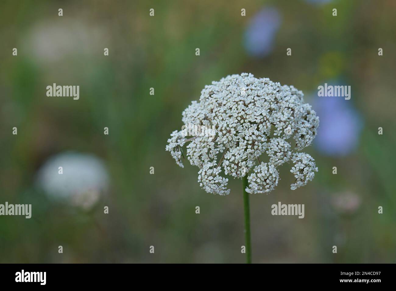 Natural closeup on a poisonous white flowering Fool's parsley, Aethusa cynapium, in a meadow Stock Photo