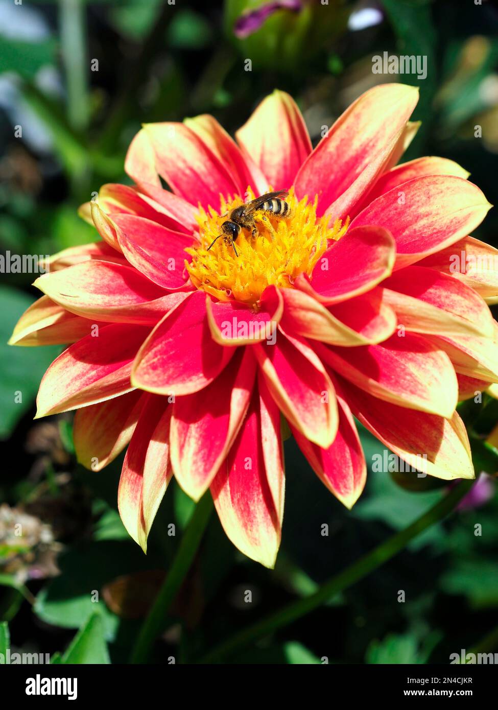 Yellow red honey bee hi-res stock photography and images - Alamy