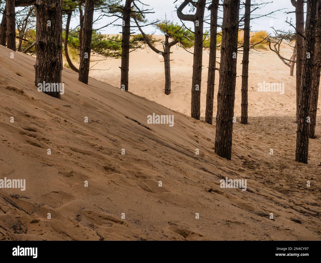 Sand dune shifting in the wind with forest pine trees buried under the