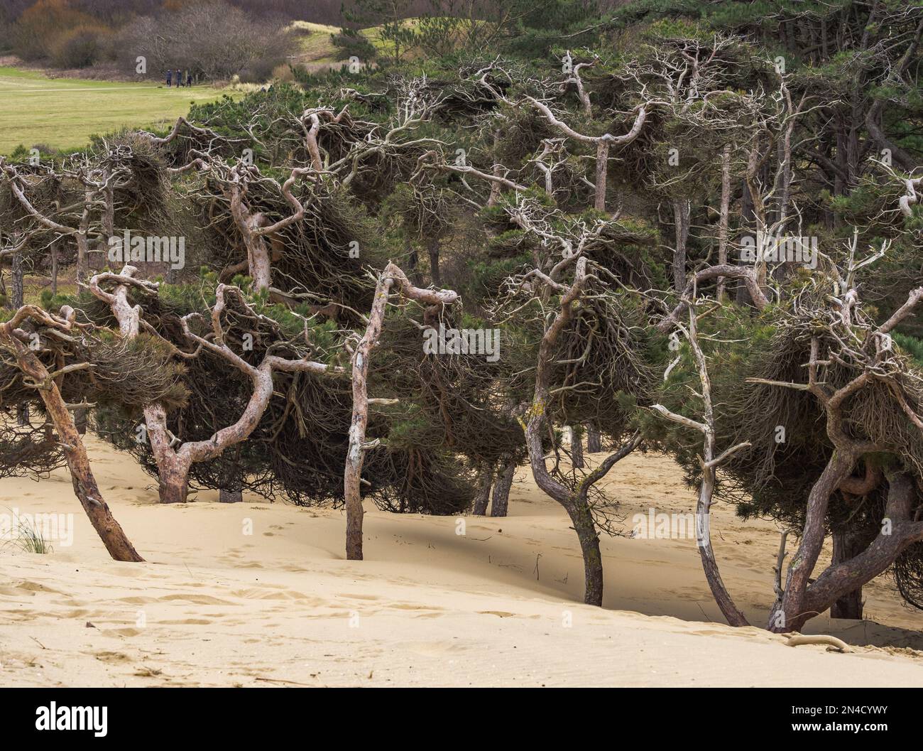 Sand dune shifting in the wind with forest pine trees buried under the