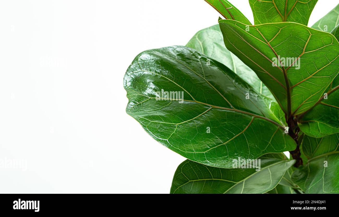 Leaves of Ficus Lyrata or Fiddle Fig on the white background, close-up Stock Photo