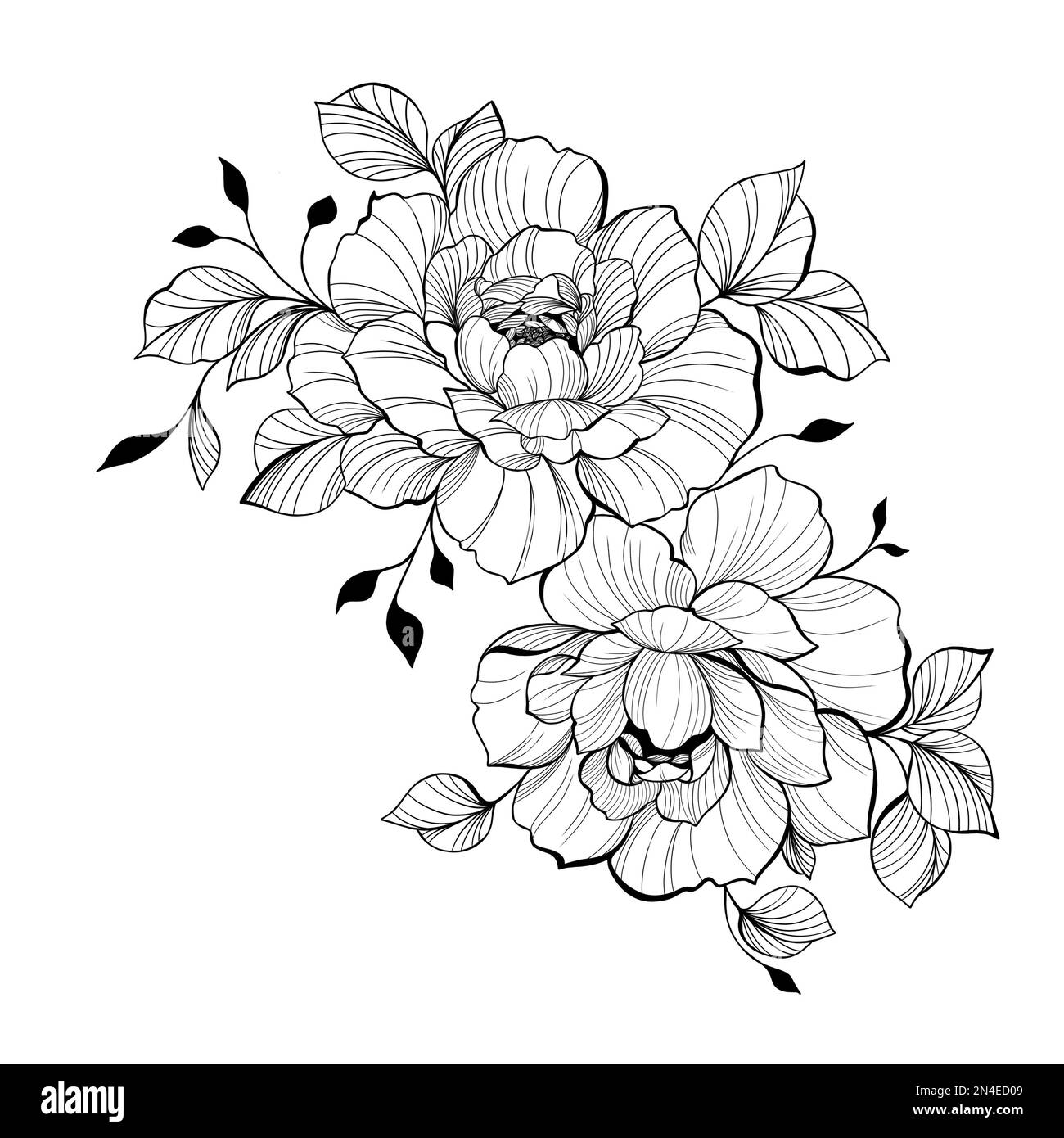 Composition of peonies with leaves. Technique - black and white graphic ...