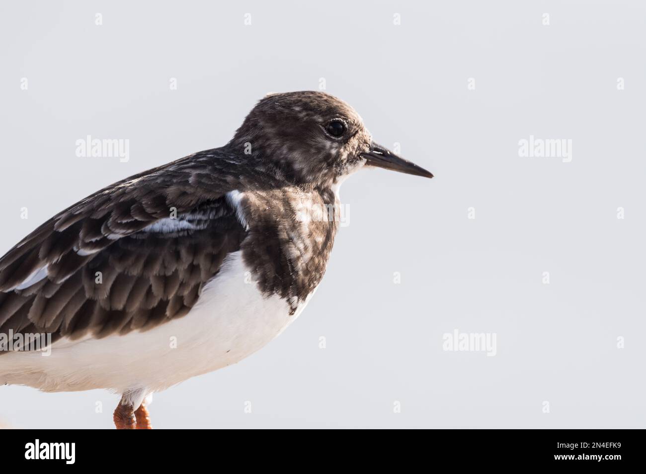 Close up of a Turnstone (Arenaria interpres) on the Essex coast at Leigh on Sea Stock Photo