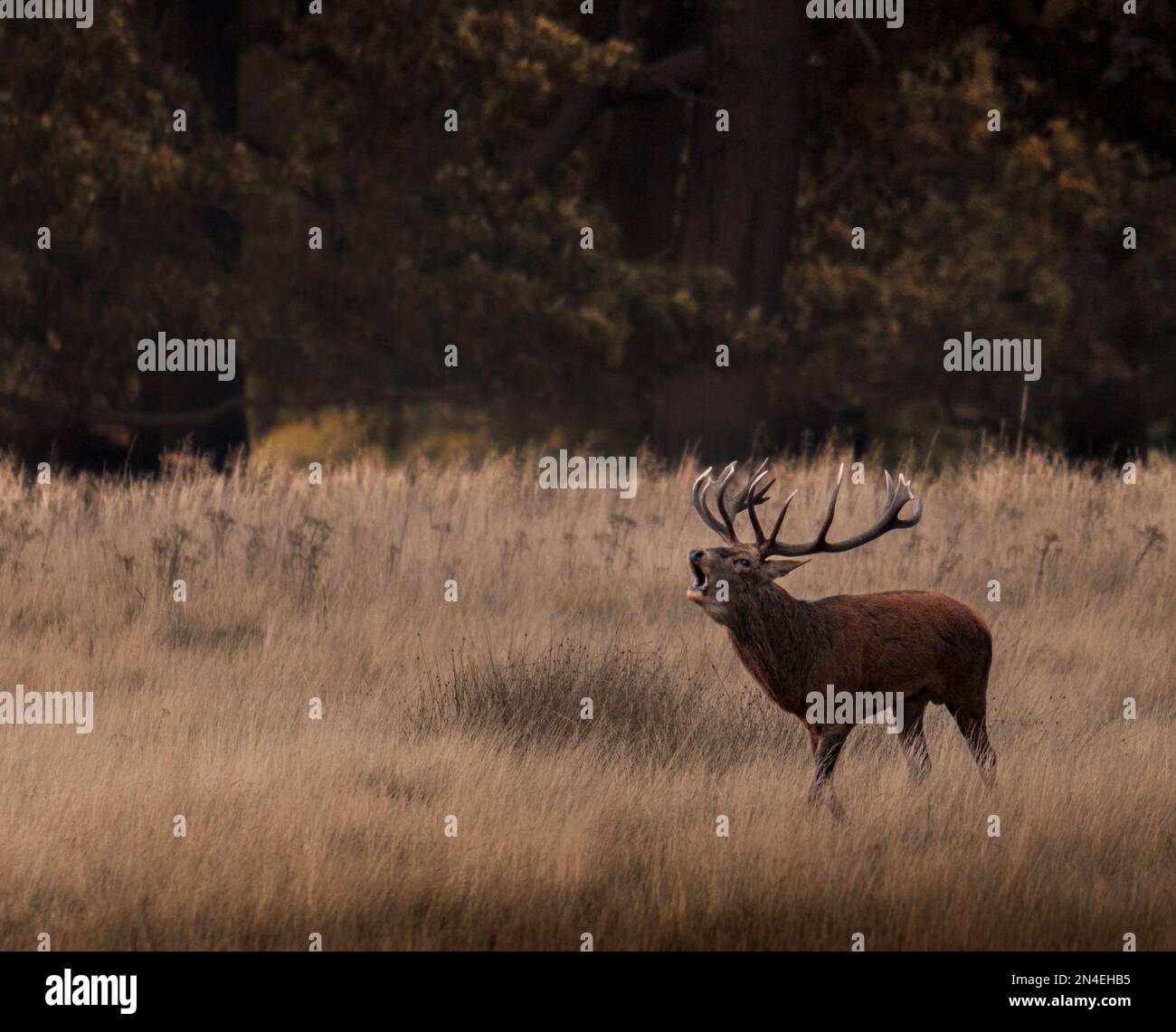 A beautiful shot of a large brown deer with antlers growling on a field