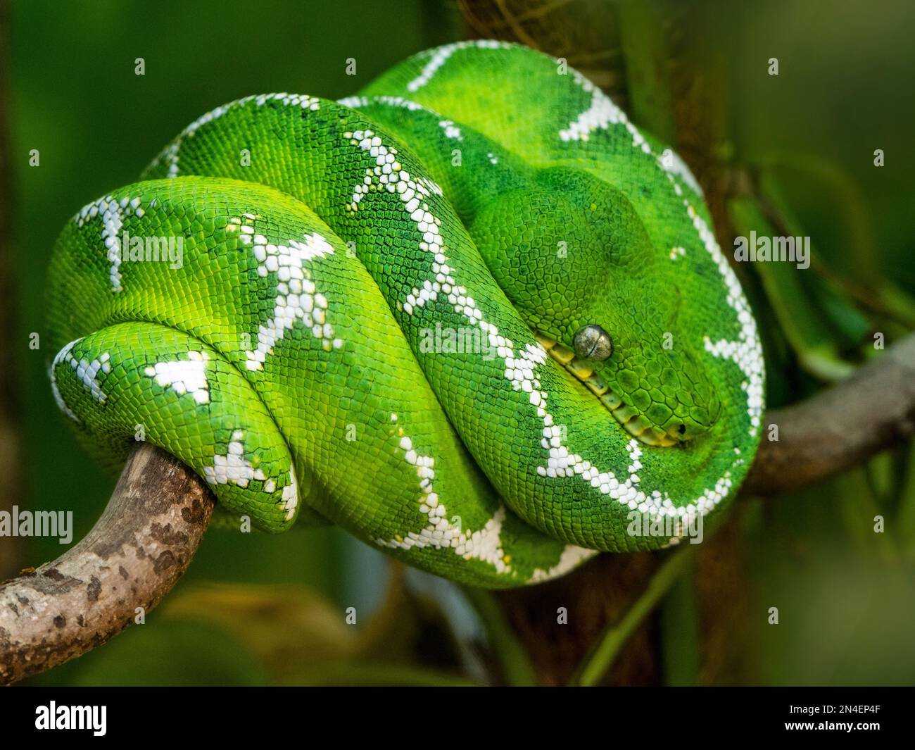 Emerald tree boa Corallus caninus Stock Photo