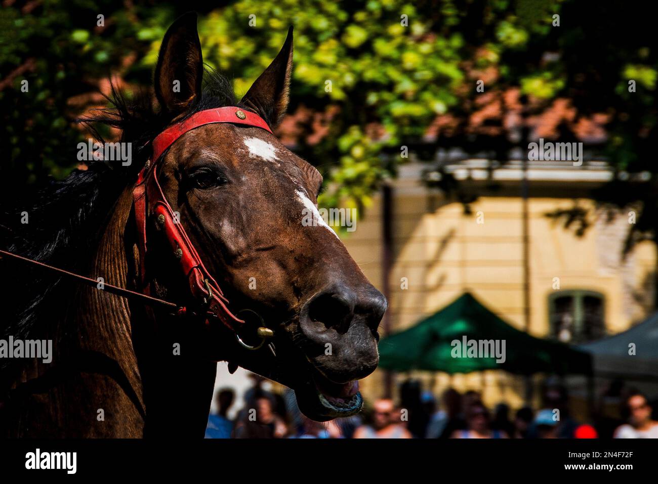 Brown horse head with red tools Stock Photo Alamy
