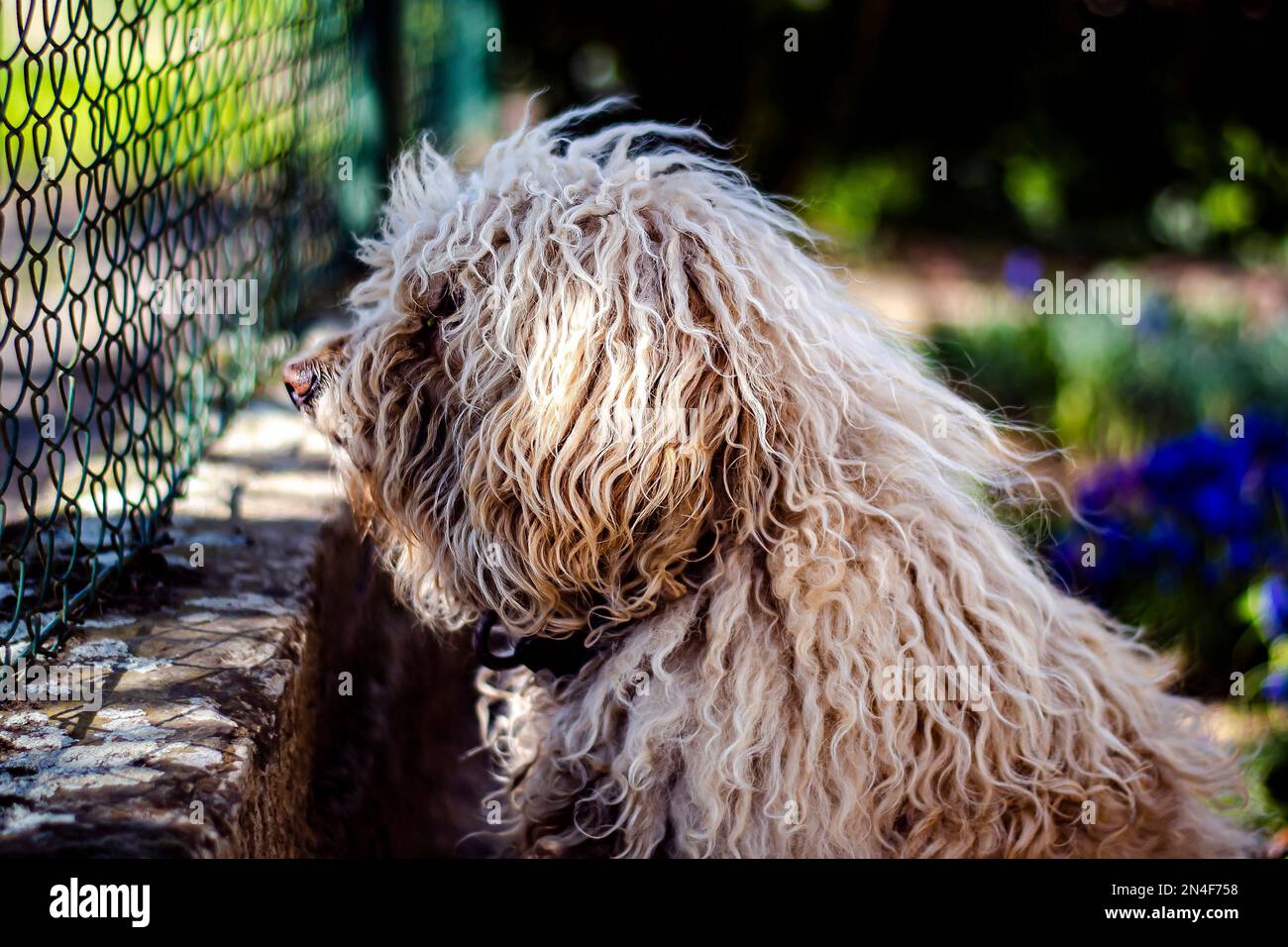 Canis lupus familiaris (puli) dog is watching by the fence Stock Photo