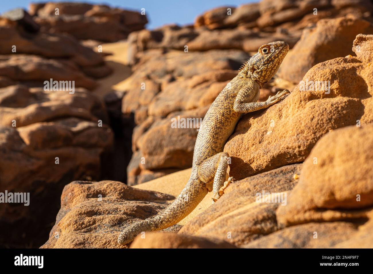 very beautiful reptile in Sahara, Algeria Stock Photo