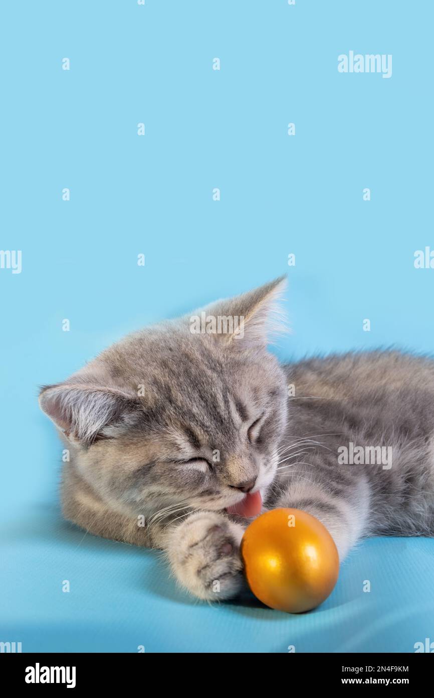 A small gray striped kitten is licking a a golden yellow egg with his tongue, holding it with his paws on a blue background. A cheerful spring holiday Stock Photo