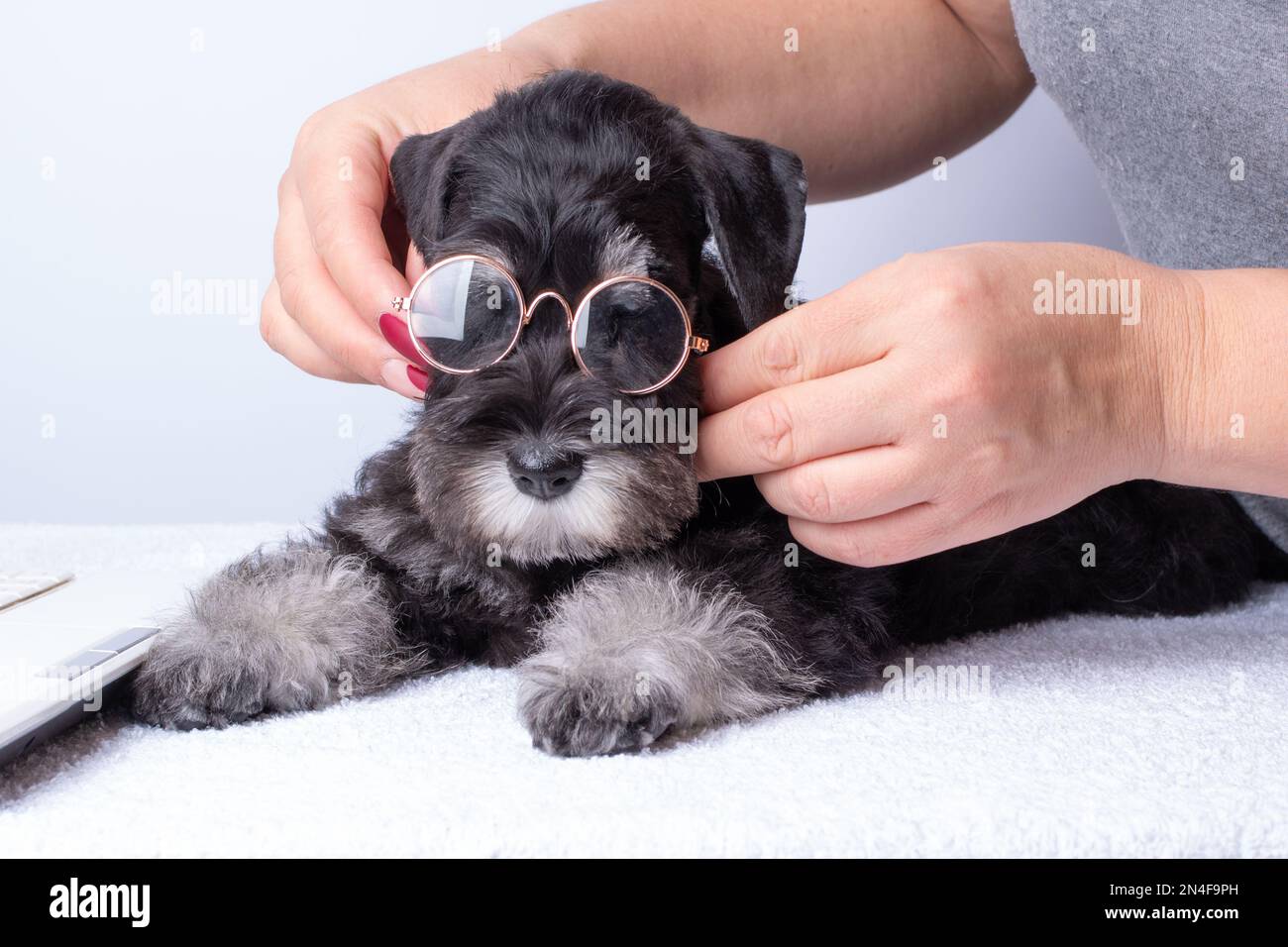 Female hands putting glasses on a dog, a puppy. The problem with vision in pets. An appointment with an optometrist. Taking care of vision. Taking car Stock Photo