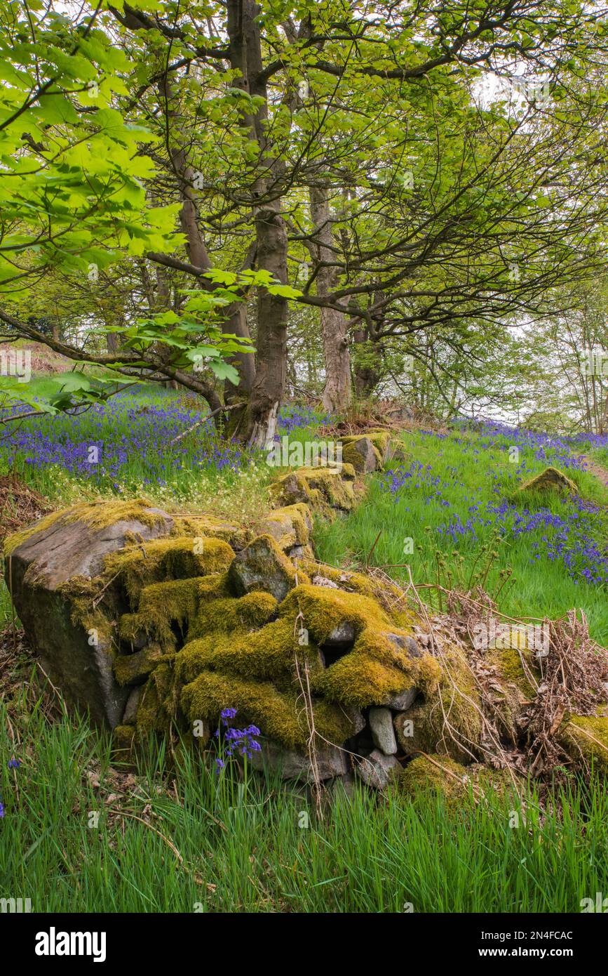 An ancient mossy drystone wall surroung English bluebells groeing on the edge of woodland in Derbyshire, England Stock Photo