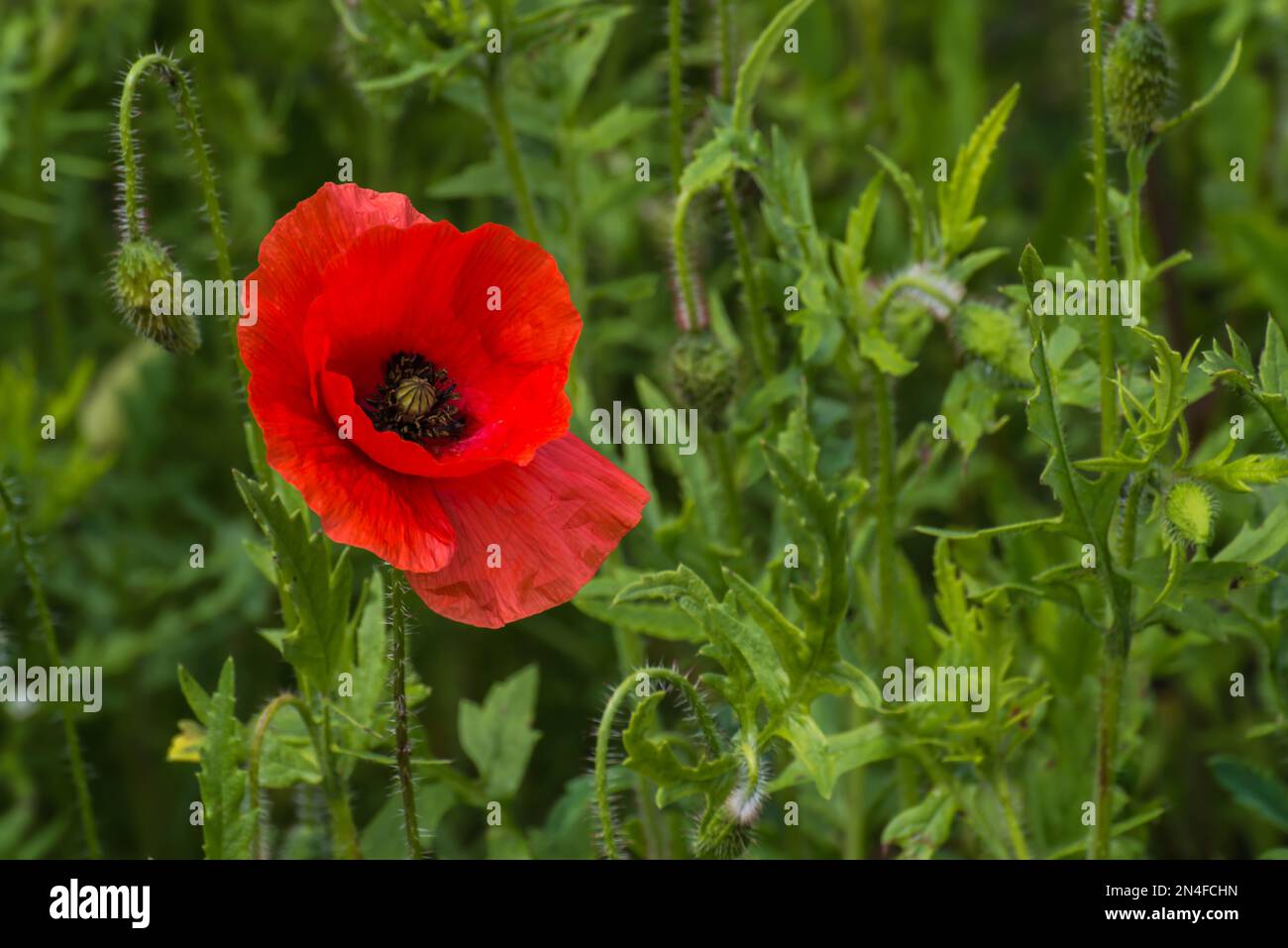 A single red poppy (papaver rhoeas) in full bloom Stock Photo
