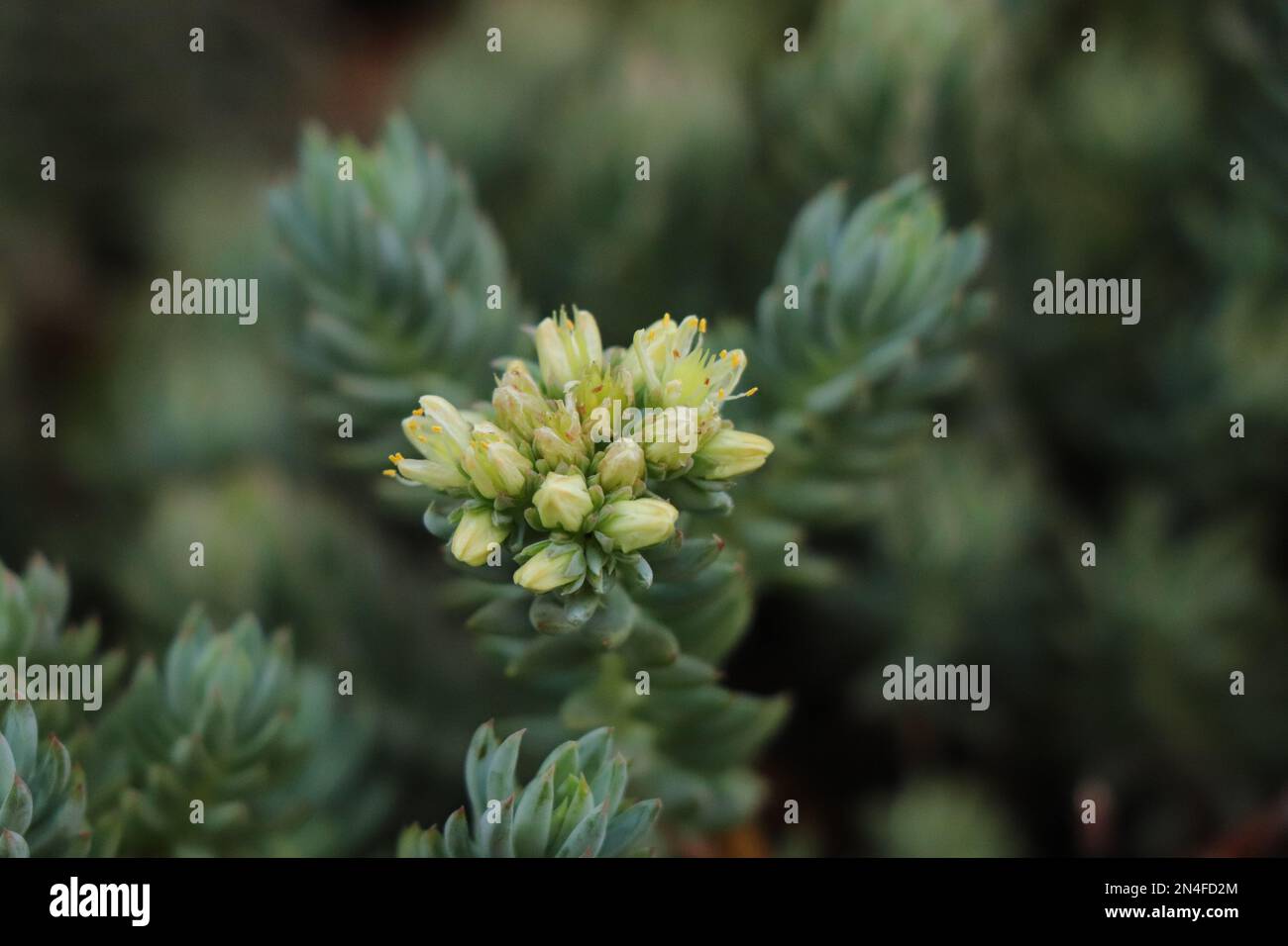 Blooming of Sedum spurium or two-row stonecrop Stock Photo