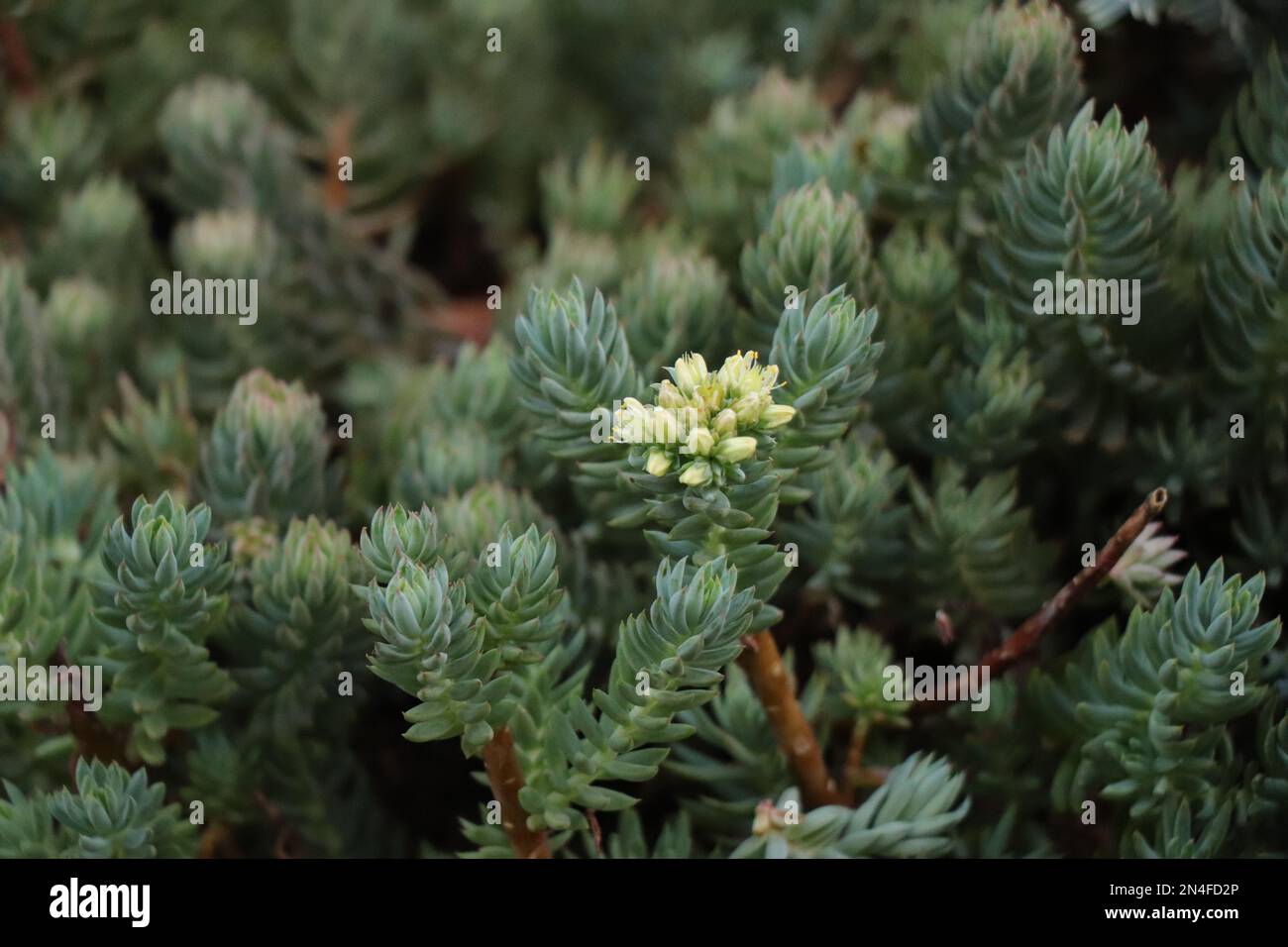 Blooming of Sedum spurium or two-row stonecrop Stock Photo