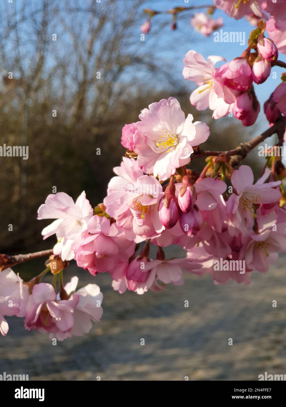Tree branch with pink cherry blossom flowers during spring in Malmö ...
