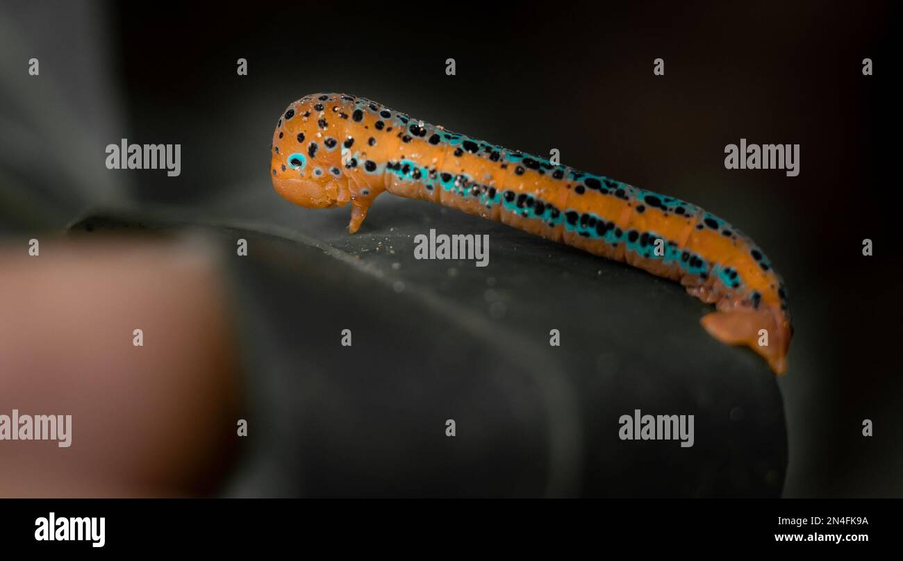 A selective focus shot of dysphania militaris caterpillar Stock Photo
