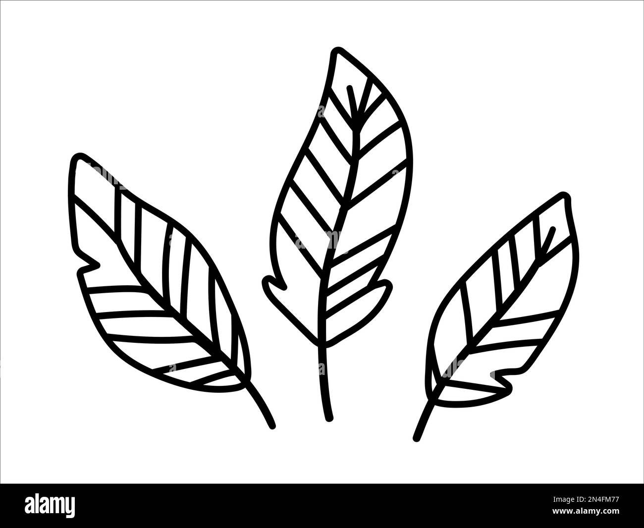 Vector bohemian style feathers isolated on white background. Boho line