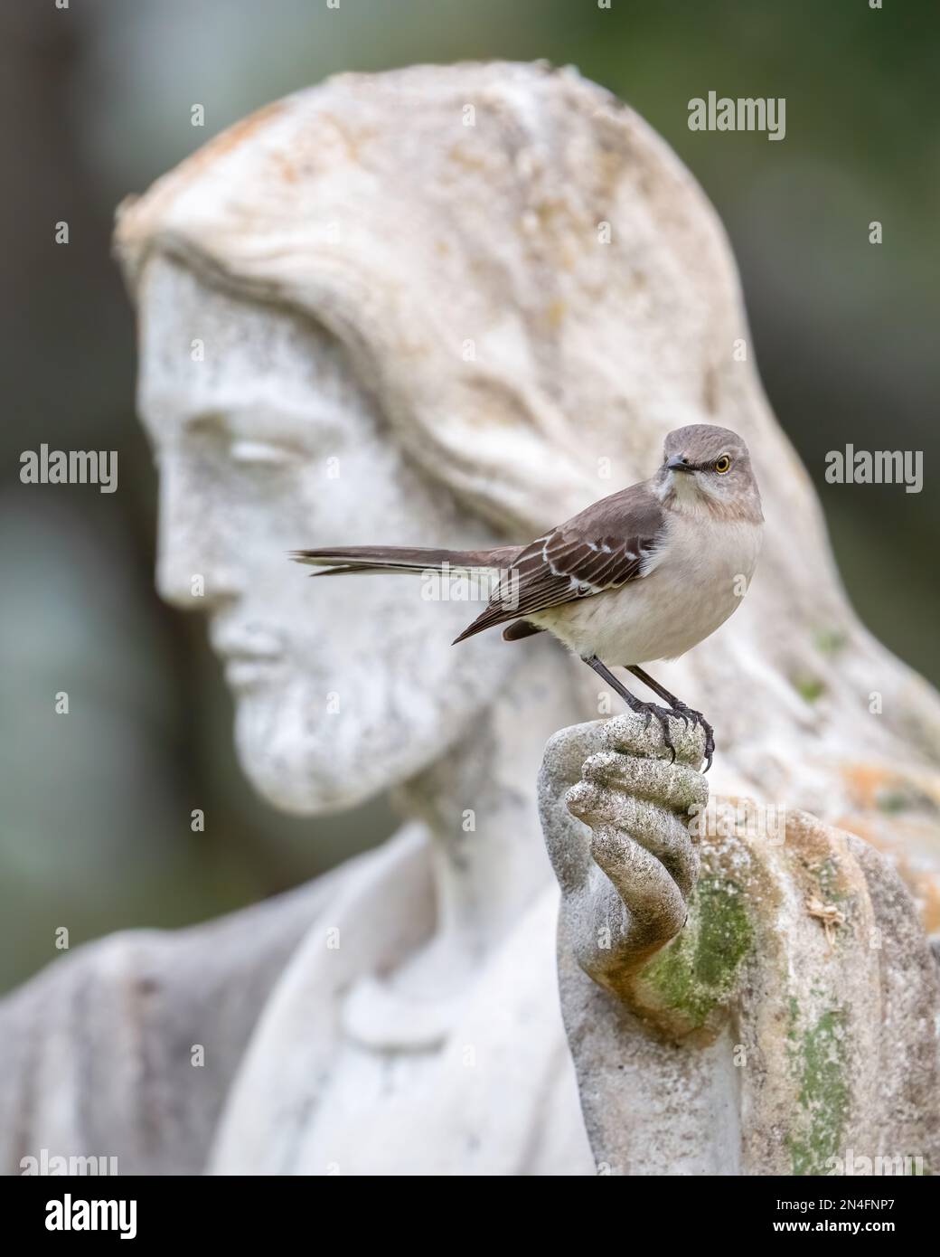 A northern mockingbird perches on the hand of a Jesus statue outside of ...
