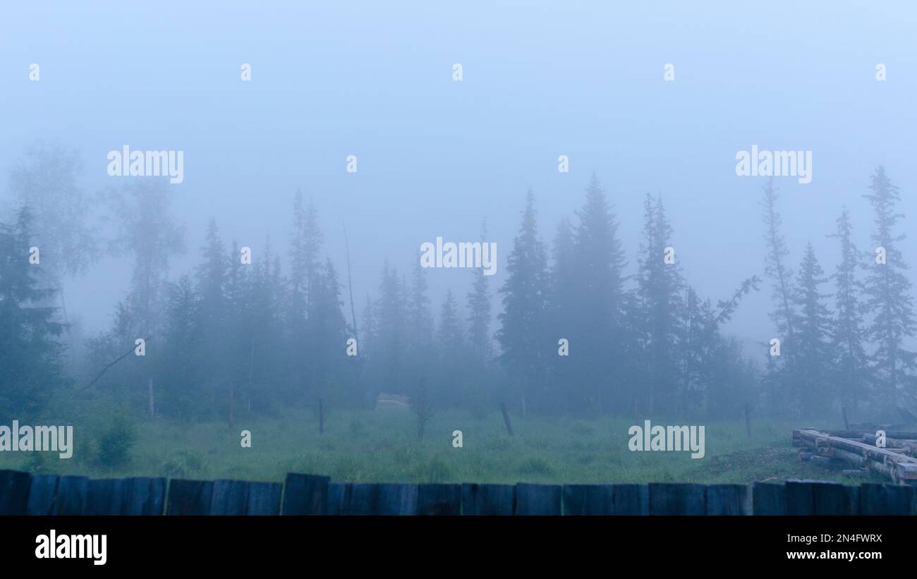 A strong white morning fog envelops the residential plot under construction with trees and the beginning of the log house in the Northern taiga of Yak Stock Photo