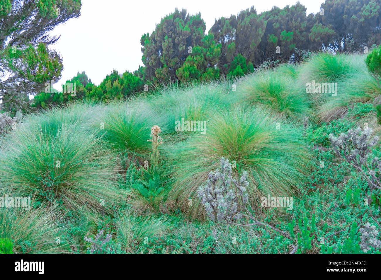 A closeup view of mexican feathergrass Stock Photo