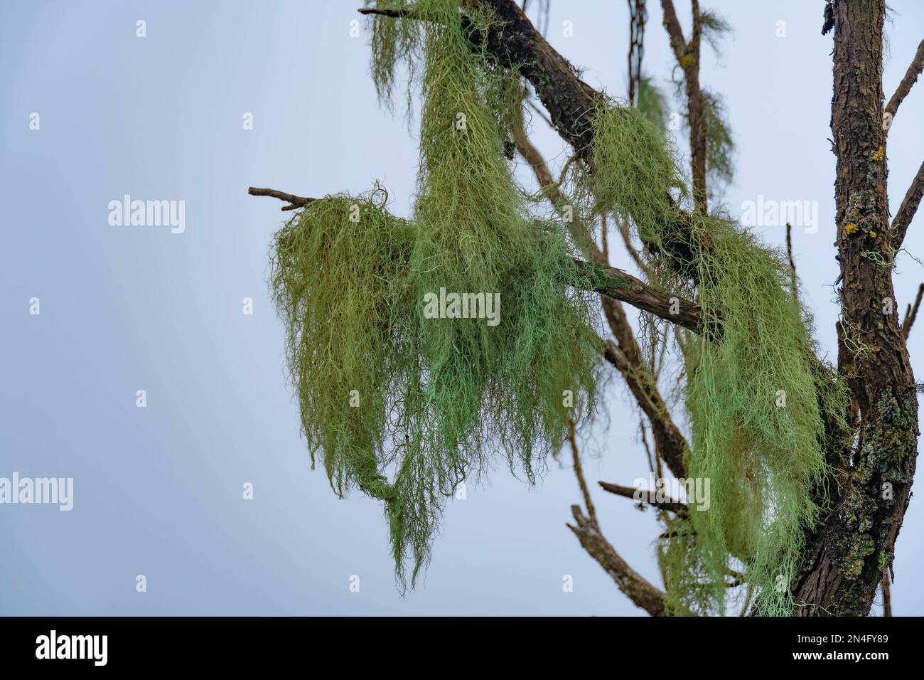 A closeup view of usnea barbata on a tree Stock Photo