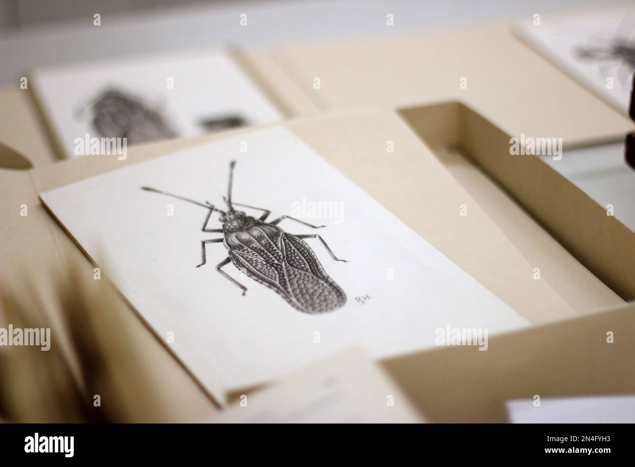 A view of the room where the Drake bug collection is held at the ...