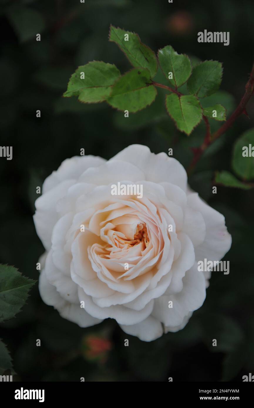 White rose blooms hi-res stock photography and images - Alamy