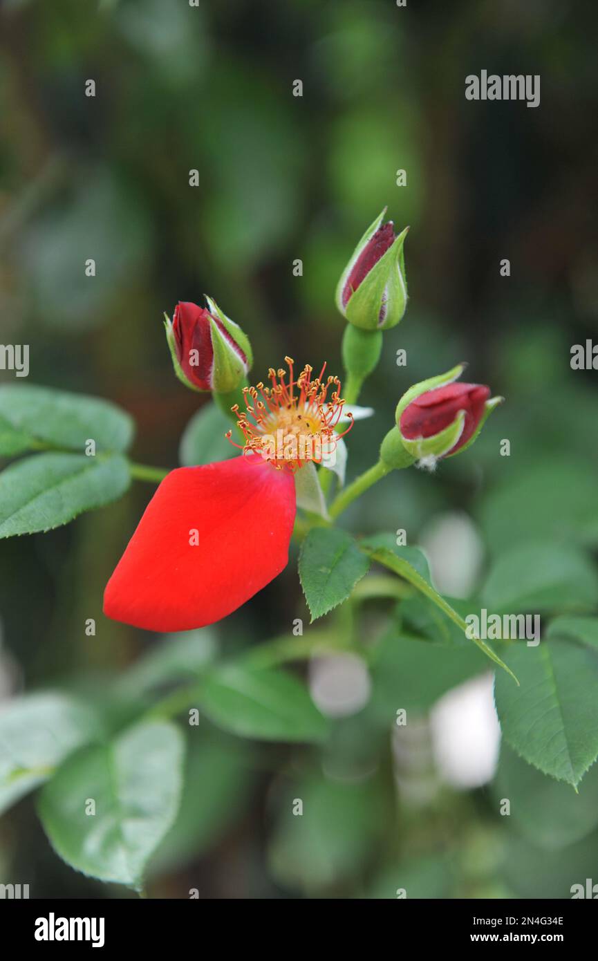Red climbing Hybrid Kordesii rose (Rosa) Dortmund blooms in a garden in June Stock Photo