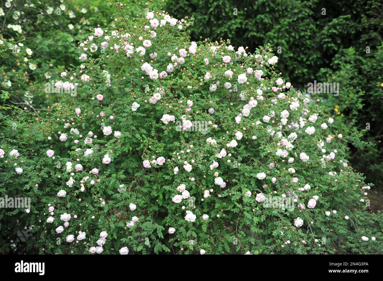 Sfondo Floreale In Legno Rustico Retro Pavimento In Legno Rosa Fiore Luci Fotografia Sfondo Doccia Nuziale Festa Di Compleanno Bambino Fidanzamento