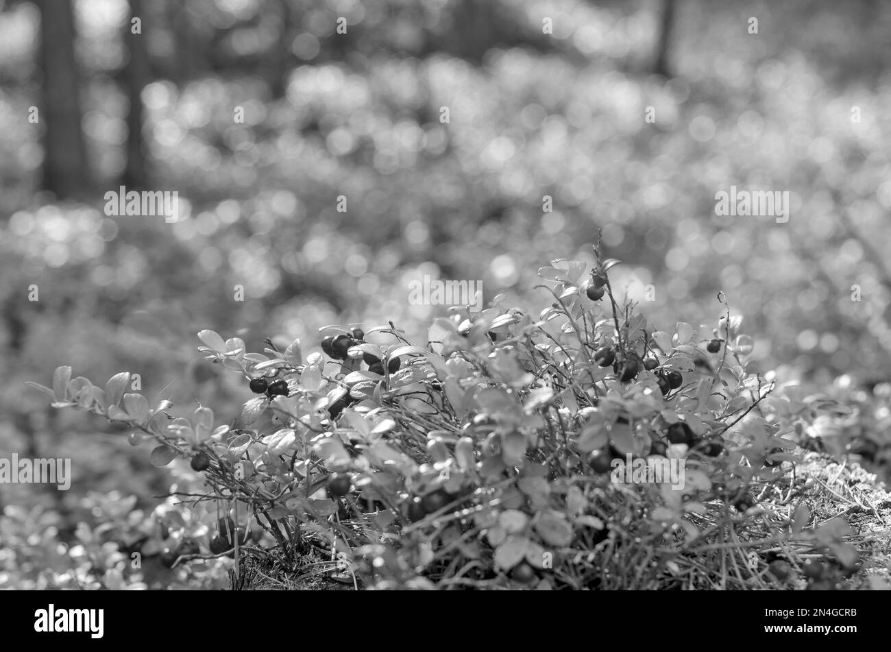 Black and white photo of bright juicy cranberries in the forest in the shade of the forest against the sun and grass in the Northern taiga. Stock Photo