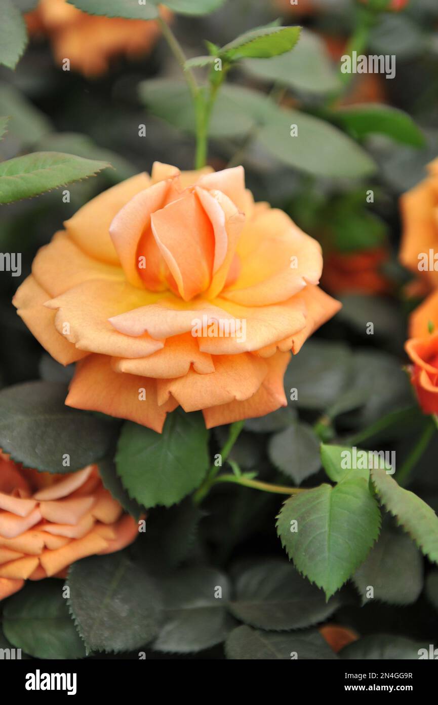 Rose floribunda orange hi-res stock photography and images - Alamy