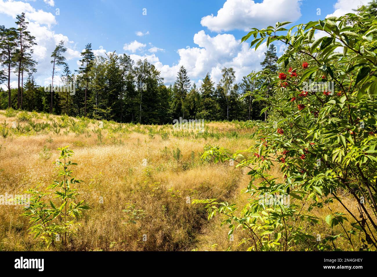 Summer hills with forest and grassy meadows of Kashubian landscape park