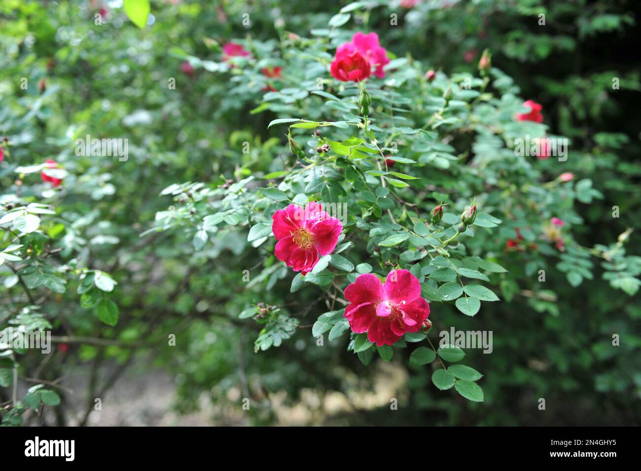 Pink crimson red blooms hi-res stock photography and images - Alamy
