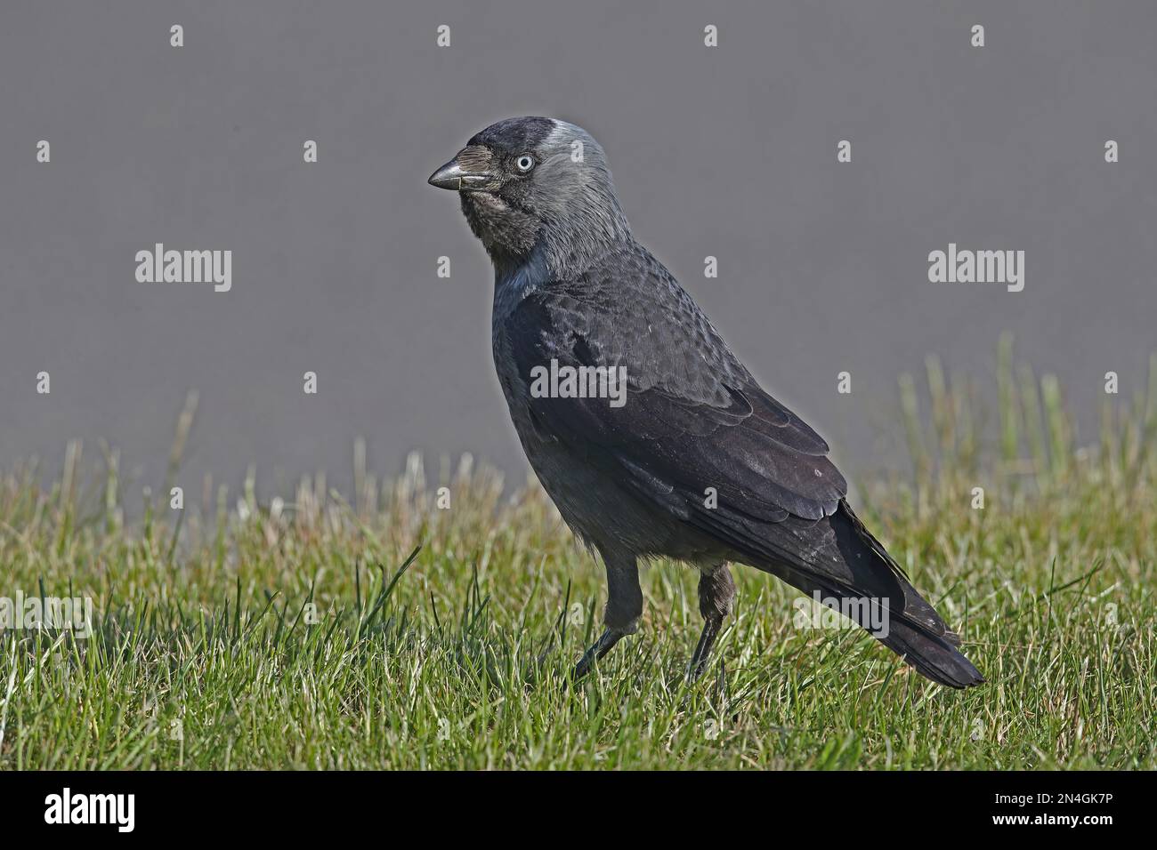 Eurasian Jackdaw (Corvus monedula soemmerringii) adult standing on grass   Estonia           June Stock Photo