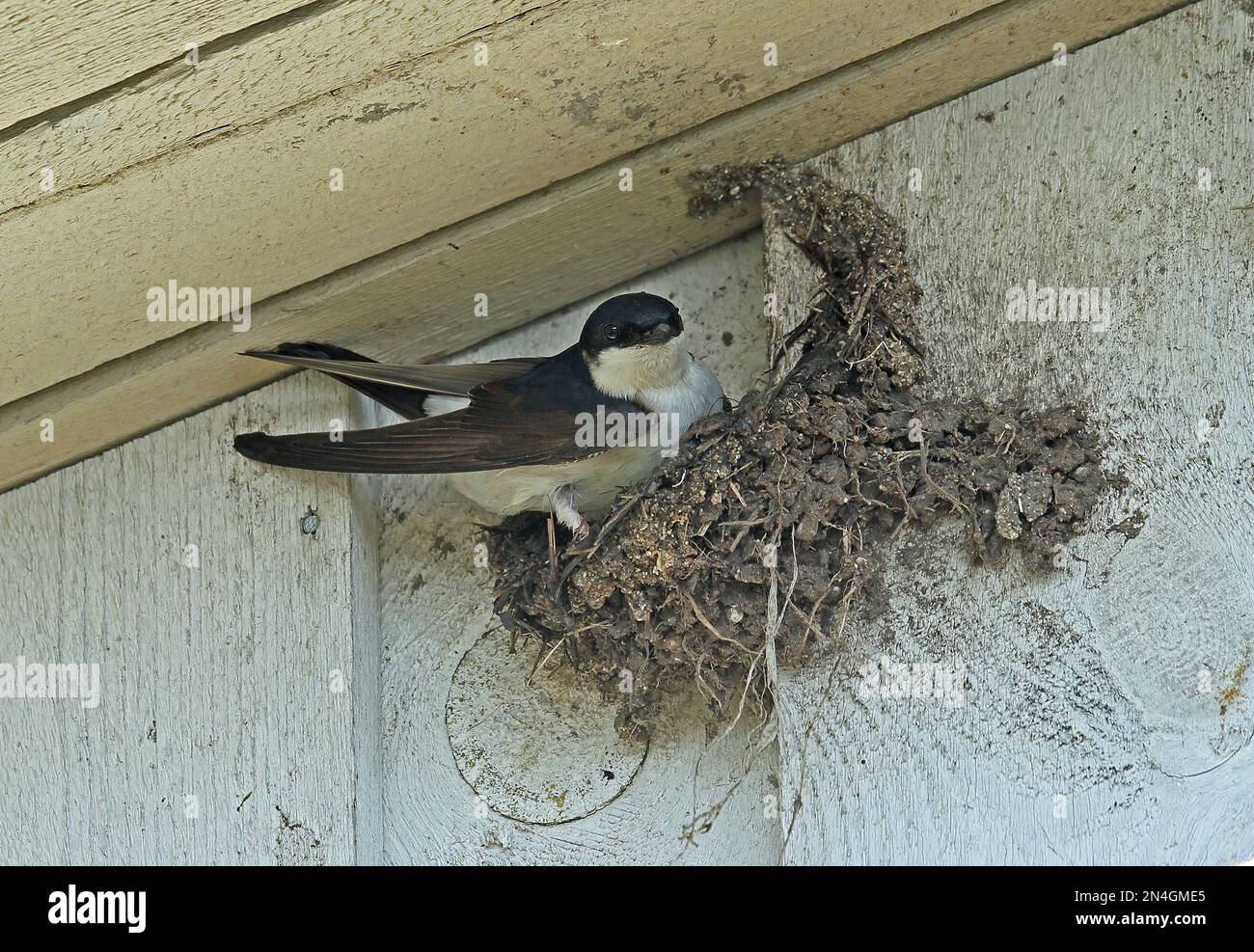 House Martin (Delichon urbicum urbicum) adult nest building Sorve ...