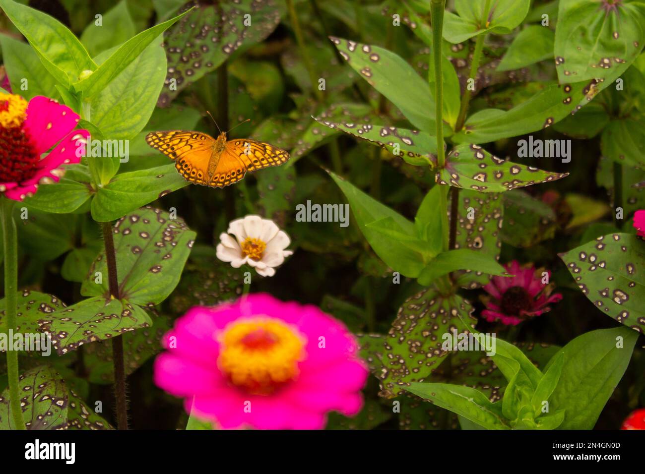 Goiania, Goiás, Brazil – January 08, 2023:  An orange-colored butterfly perched on a green leaf in a garden full of zinnias that have diseased, fungus Stock Photo