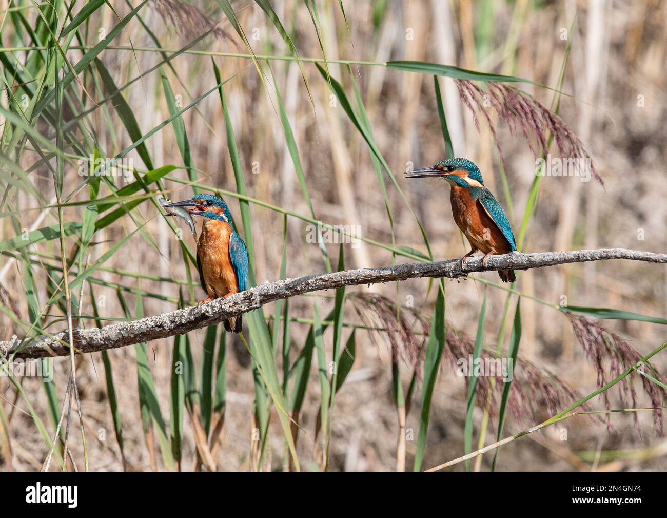 Two colourful Kingfishers (Alcedo atthis). A family,  father and his offspring. Junior  is hoping to  be fed that  fish from Dad.  Suffolk , UK. Stock Photo