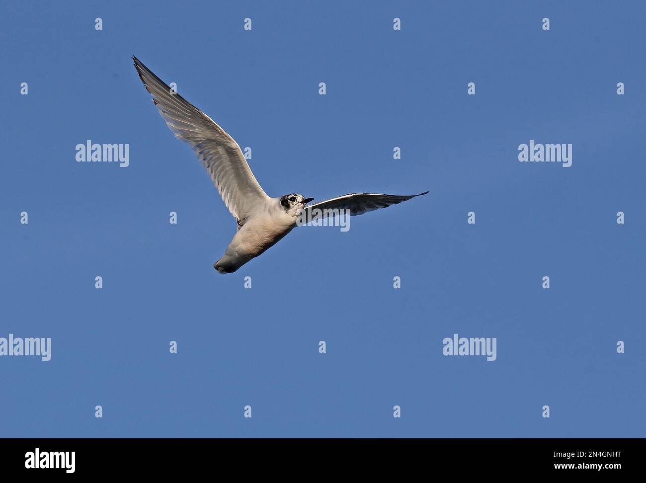 Little Gull (Hydrocoleus minutus) first summer in flight  Matsalu NP, Estonia           June Stock Photo