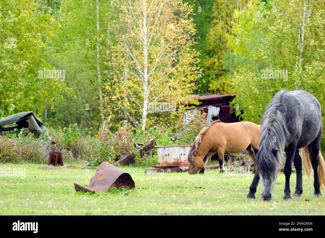 The dark stallion and the piebald eat grass at the garbage dump of old iron near the birch Northern forest in Yakutia. Stock Photo