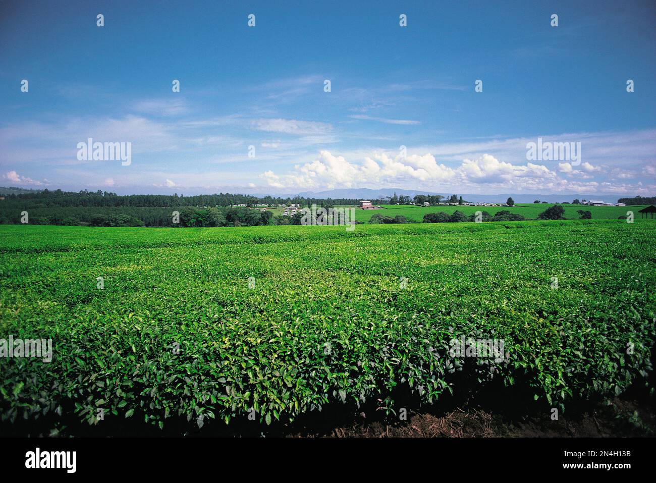 Kenya. Coffee plantation Stock Photo Alamy