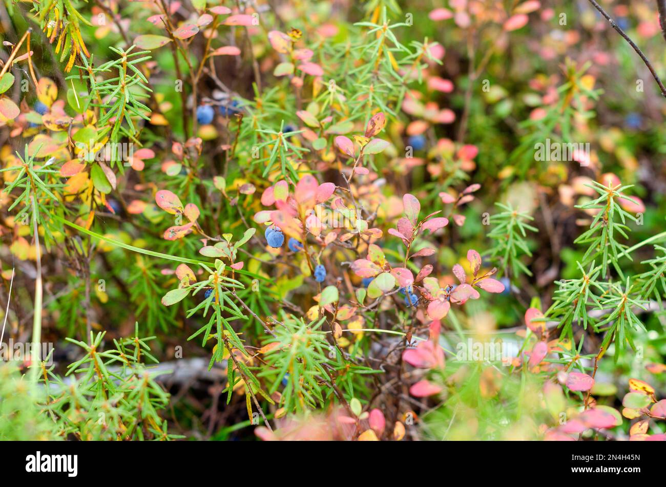 Blue juicy wild northern blueberries grow in colorful vegetation and grass in green and red autumn in the tundra of the Russian forest. Stock Photo