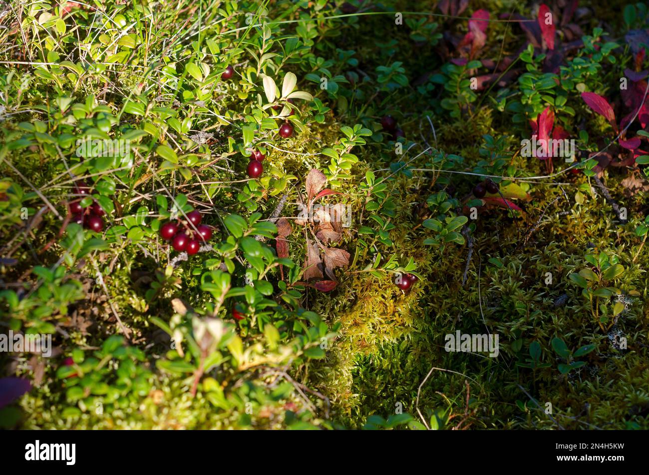 Red cranberries, illuminated by sunlight, grow on a green hill in the grass of the wild forest of the Northern tundra in autumn next to the lush grass Stock Photo