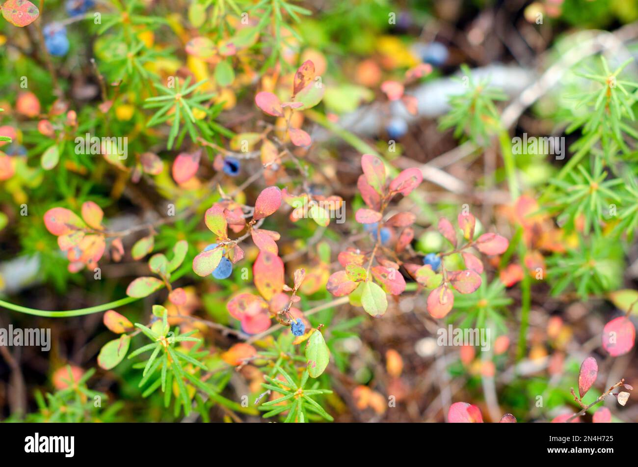 Blue juicy wild blueberry berries grow on a Bush in colorful vegetation and grass in green and red autumn in the tundra of the forest of Yakutia. Stock Photo