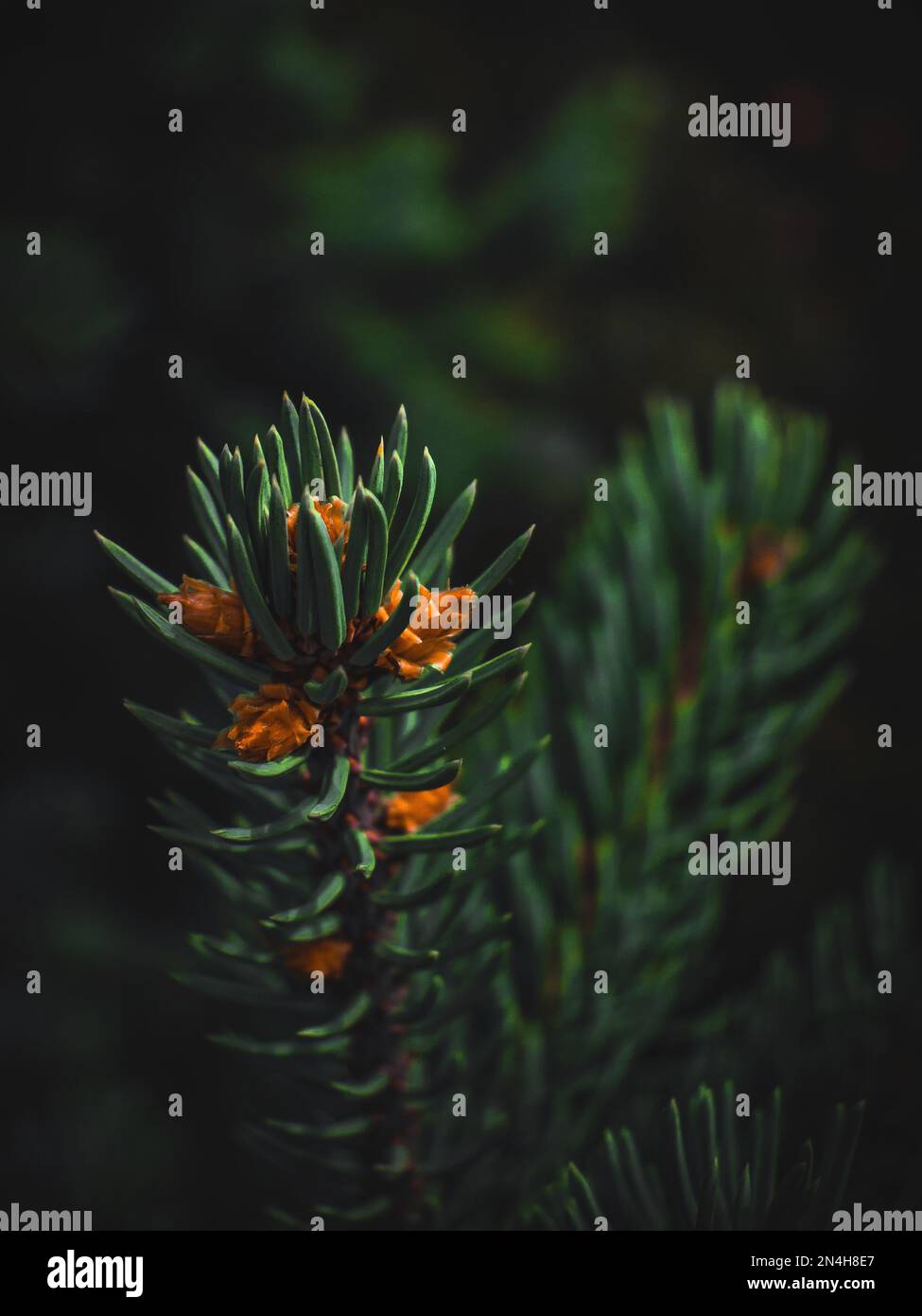 A vertical closeup shot of details on a pine tree branch Stock Photo ...