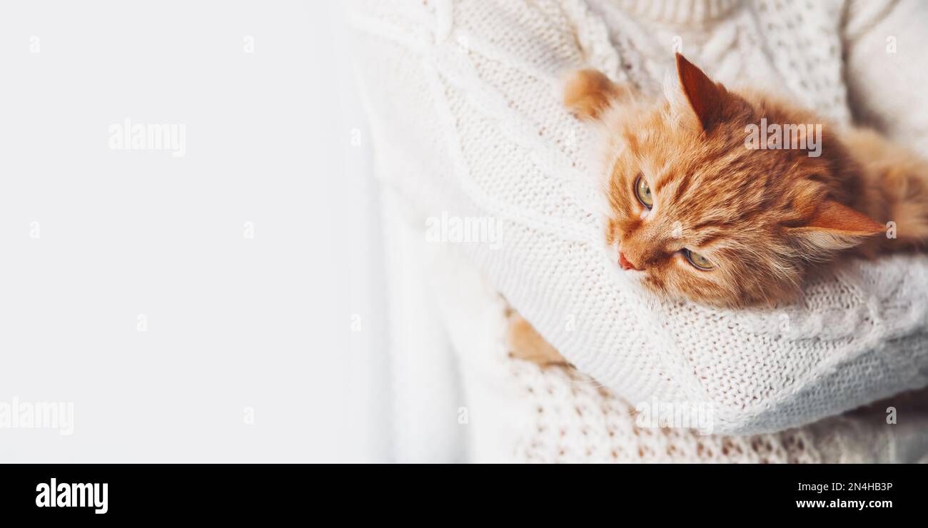 Woman in white cable-knit sweater holds ginger cat on hands. Fluffy pet with displeased face expression. Light banner with copy space. Stock Photo