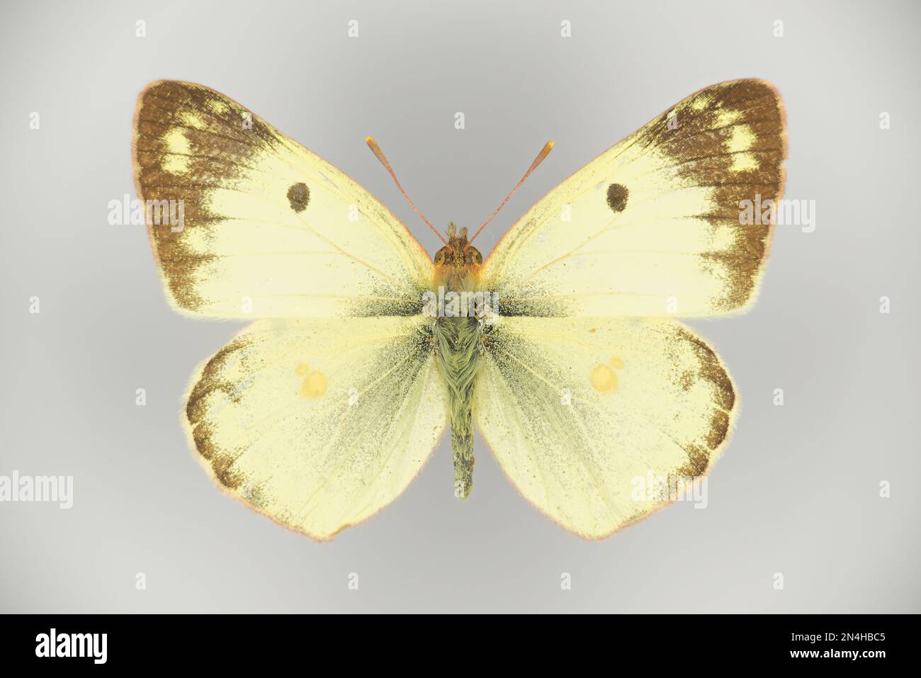 Pale clouded yellow, Colias hyale (family Pieridae), a butterfly, 50 years old specimen from butterfly collection, upper side. Stock Photo